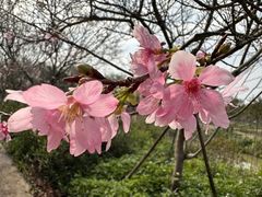 -天适樱花悠乐园