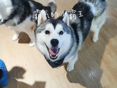 -Husky Go! 哈士奇体验馆·宠物咖啡厅狗咖