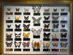 -上海昆虫博物馆