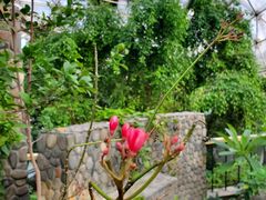 -北京植物园-展览温室