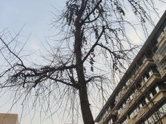 -奎星楼街