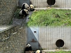 -卧龙中华大熊猫苑神树坪基地