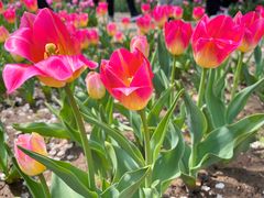 -石家庄市植物园