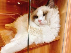 -猫十亿·布偶金渐层·曼基康矮脚猫舍(青年路店)