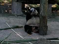 -都江堰中华大熊猫苑