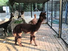 -长白岛森林公园