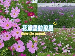 -光明小镇欢乐田园