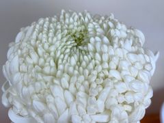 -重庆园博园