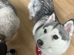 -Husky Go! 哈士奇体验馆·宠物咖啡厅狗咖