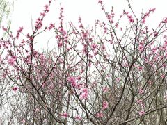 -桤木河湿地公园