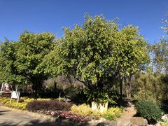 -崇圣寺三塔文化旅游区