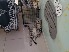 -平行世界·猫咖(首经贸店)