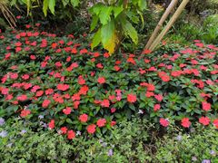 -中国科学院西双版纳热带植物园
