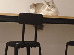 -柴迷FANS CLUB·柴犬狗咖·猫咖