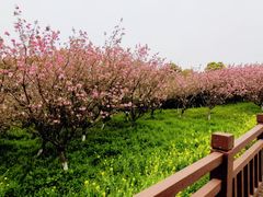 -游子山休闲旅游区