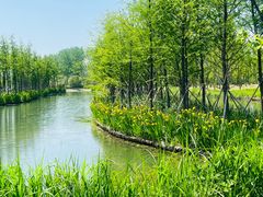 -溱湖国家湿地公园