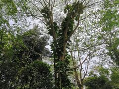 -广西壮族自治区药用植物园