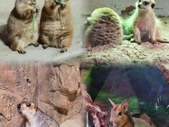 -正佳雨林生态植物园