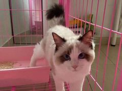 -创凡宠物医院·骨专科  猫科中心(西乡分院)