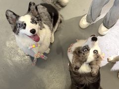 -趣多多宠物公园·宠物训犬学校·宠物寄养