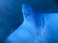 -北戴河圣蓝海洋公园