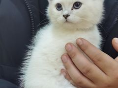 -糯米喵星人总部直营旗舰店·猫舍·幼猫出售
