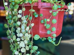 -美森西餐厅(曙光大道店)