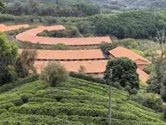 -雁南飞茶田景区