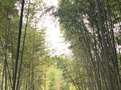 -云栖竹径