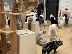 -有喵·猫咖·狗咖·30几只猫10只小狗(岗厦店)