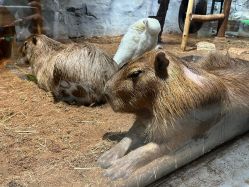 -Zoolung Zoolung动物主题公园(海信广场店)