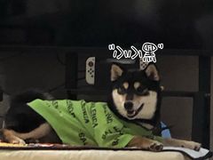 -逗柴咖啡屋·狗咖猫咖宠物桌游
