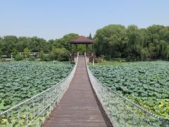 -荷塘月色湿地公园·向阳花洲