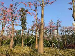 -横琴客运码头
