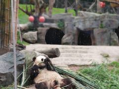 -都江堰中华大熊猫苑