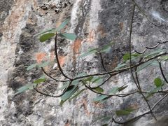 -沧源崖画