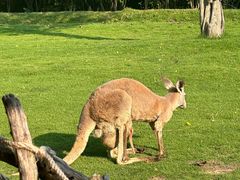 -泉州海丝野生动物世界