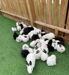 -萌宠亲子动物乐园(槐房万达店)