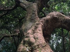 -天鹿湖森林公园