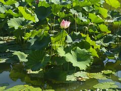 -国家植物园南园