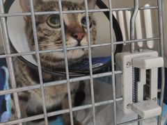 -创凡宠物医院·骨专科  猫科中心(西乡分院)