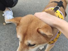 -景田北六街公园宠物主题园
