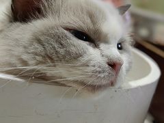 -藏猫猫咖啡主题馆(中央大道店)