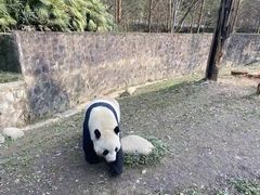 -都江堰中华大熊猫苑