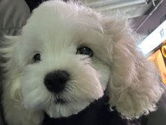 -FAELING PETS美天灵宠物(富力广场店)