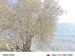 -洱海月湿地公园