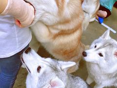 -TrueLove @ Neverland (Husky Cafe)