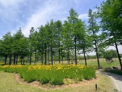 -苏州上方山国家森林公园