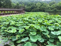 -龙头寺公园