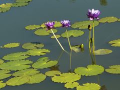 -国家植物园南园